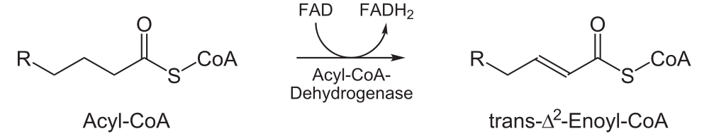 Beta oxidation part one
