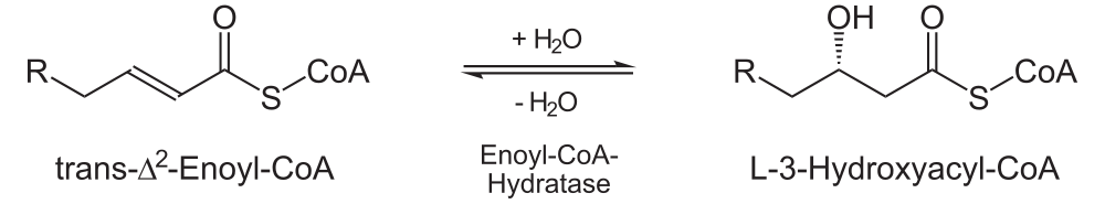 Beta oxidation part two