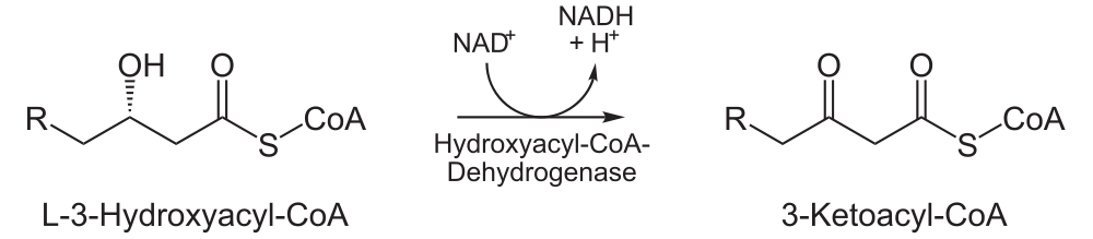 Beta oxidation part three