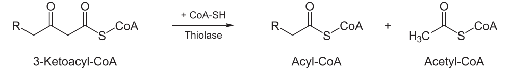 Beta oxidation part four
