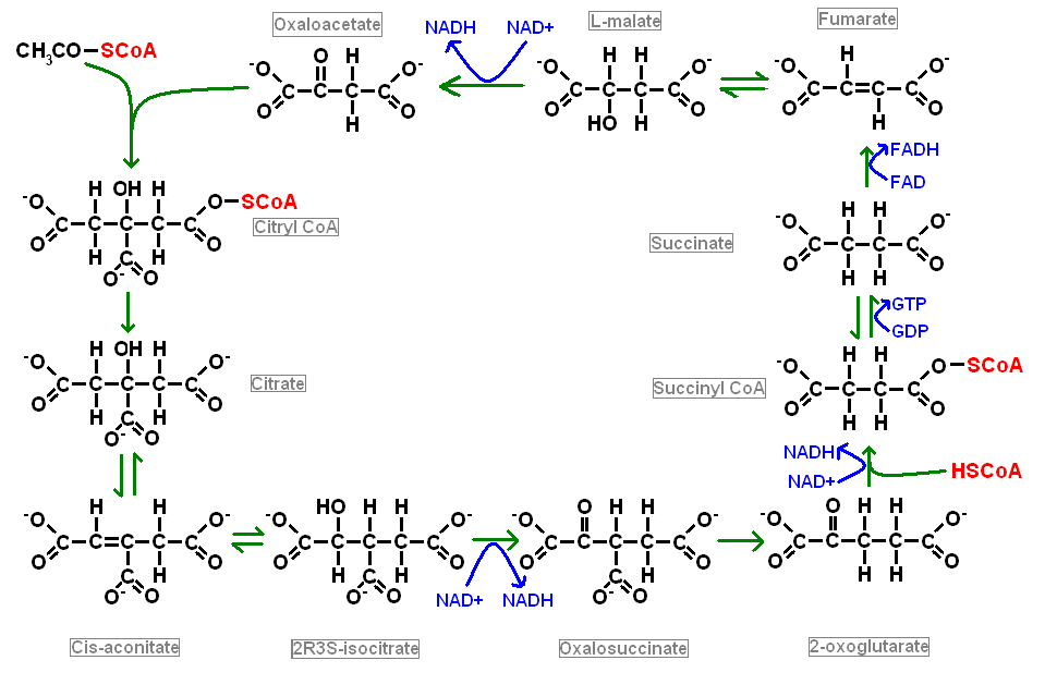 Citric acid cycle