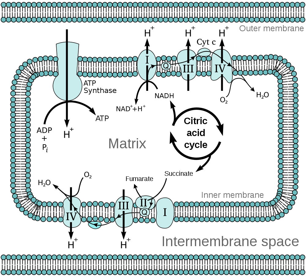 Electron transport chain