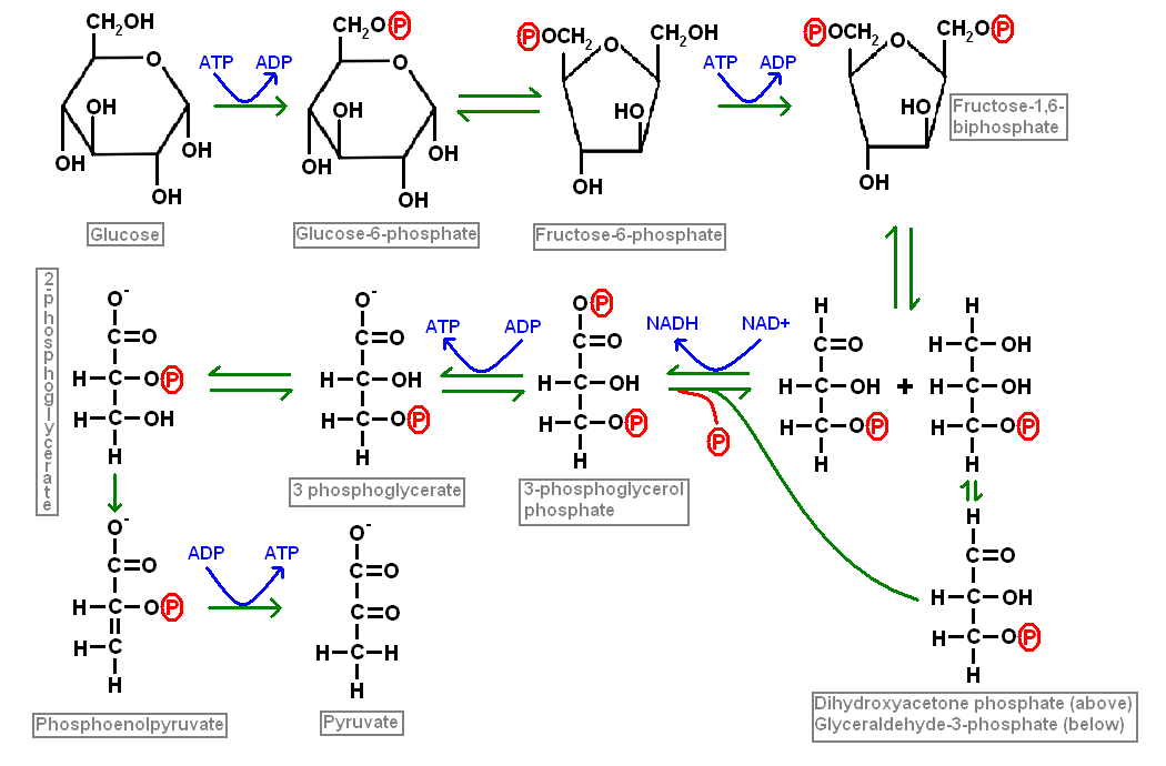 Glycolysis