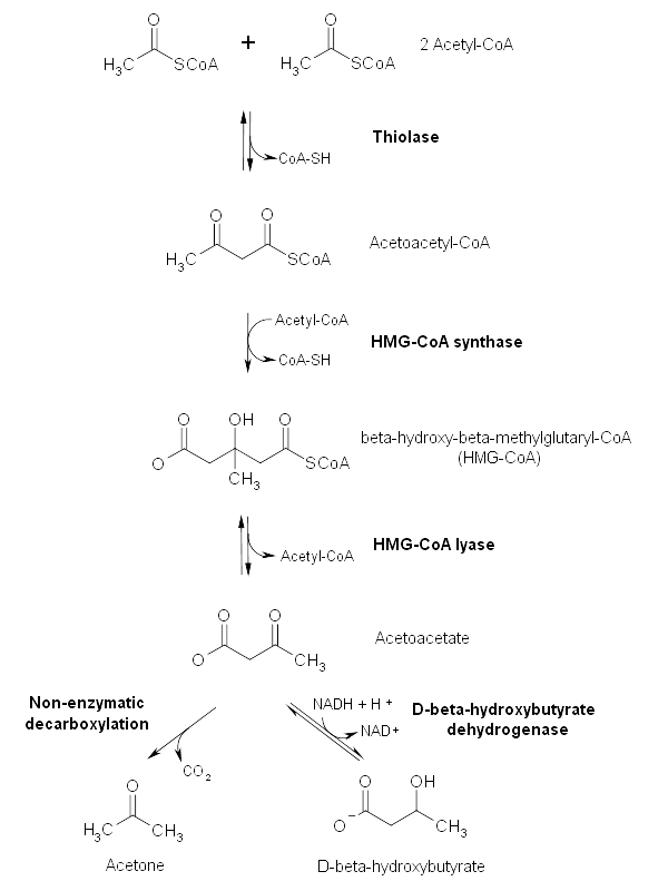 Ketogenesis