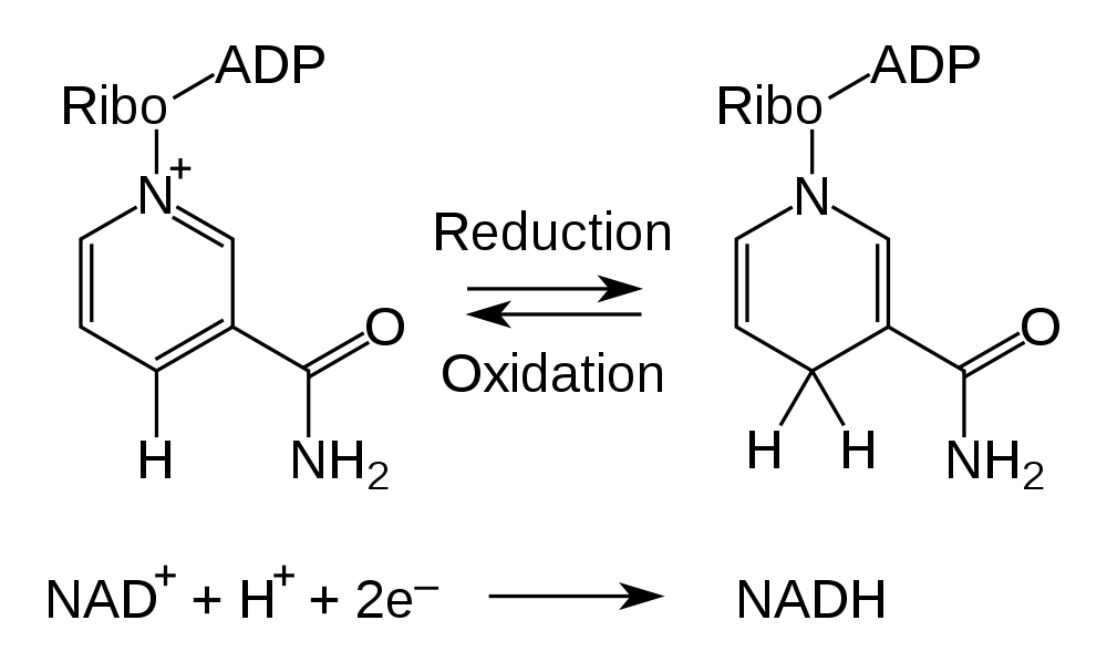 NAD redox reaction