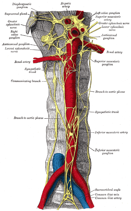 Prevertebral ganglia