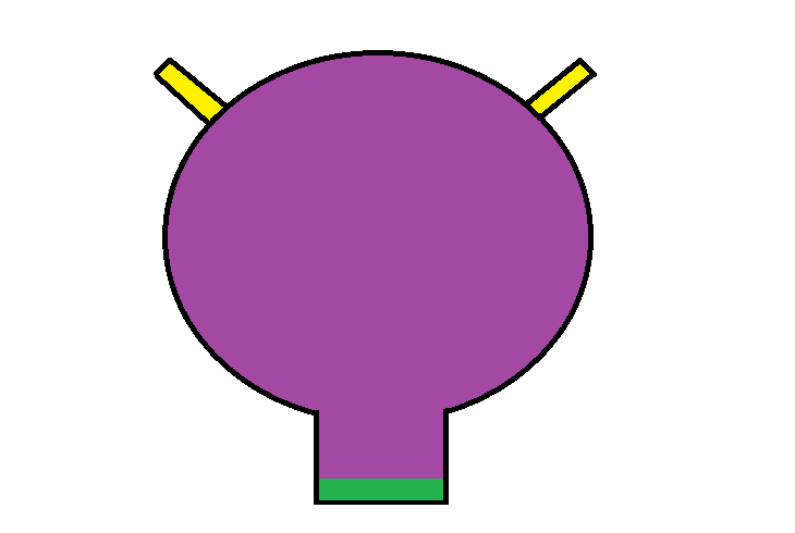 Schematic diagram of a generic bag hollow organ