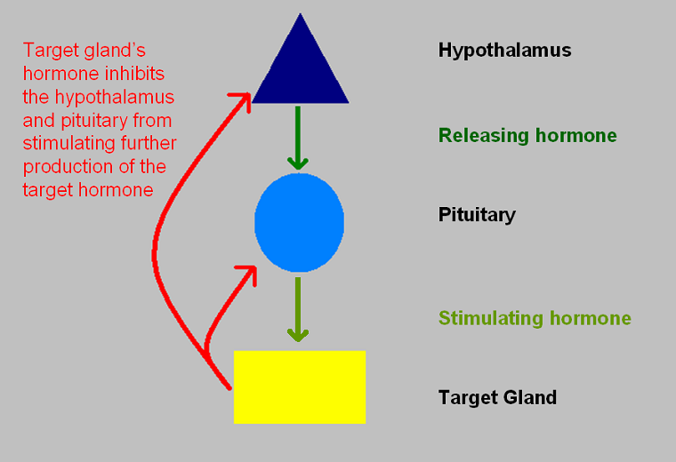 Hypothalamic-pituitary axis