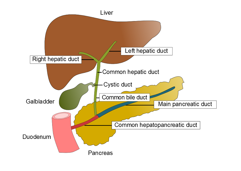 Diagram of the biliary tree