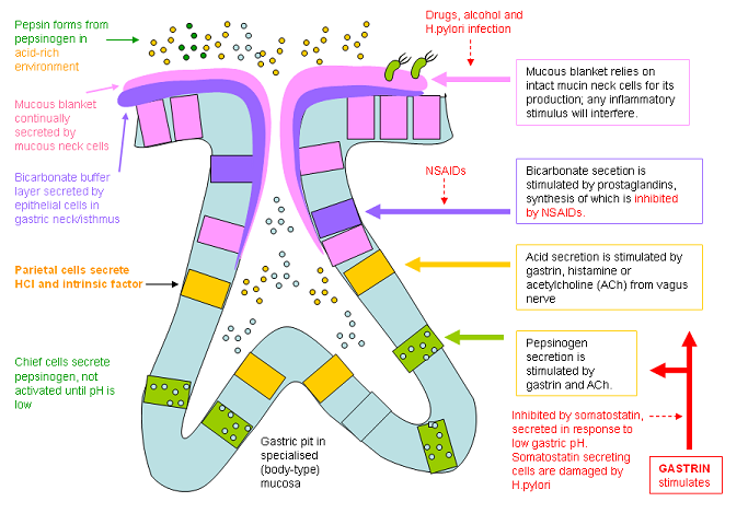 Gastric acid protection