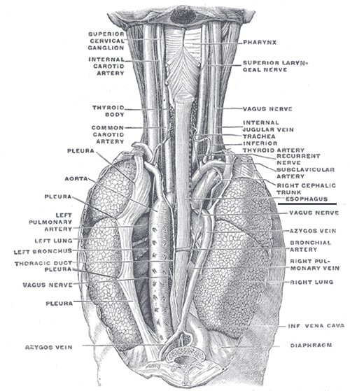 Diagram of the oesophagus