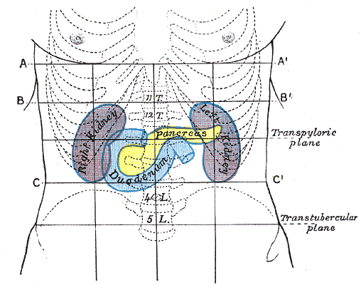 The pancreas