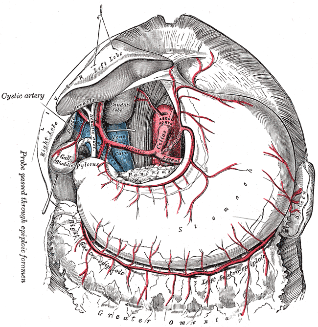 The blood supply of the stomach