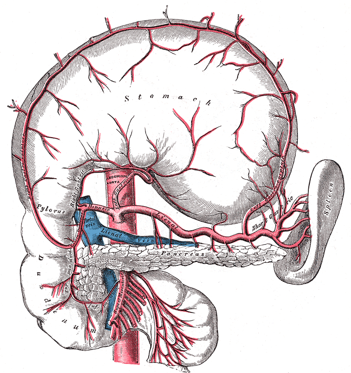 The blood supply of the stomach
