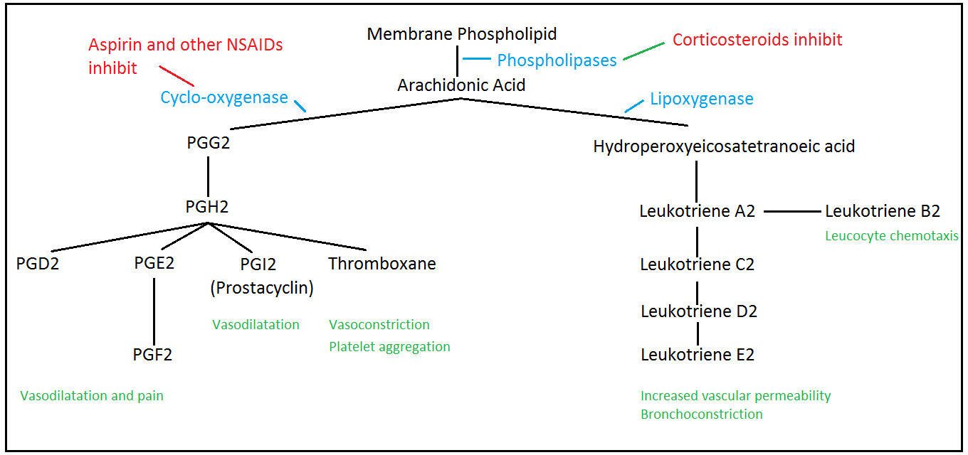 Arachidonic Acid Metabolism