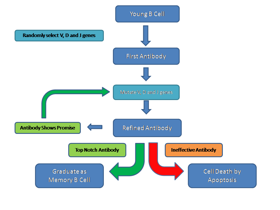 Immunoglobulin Refinement