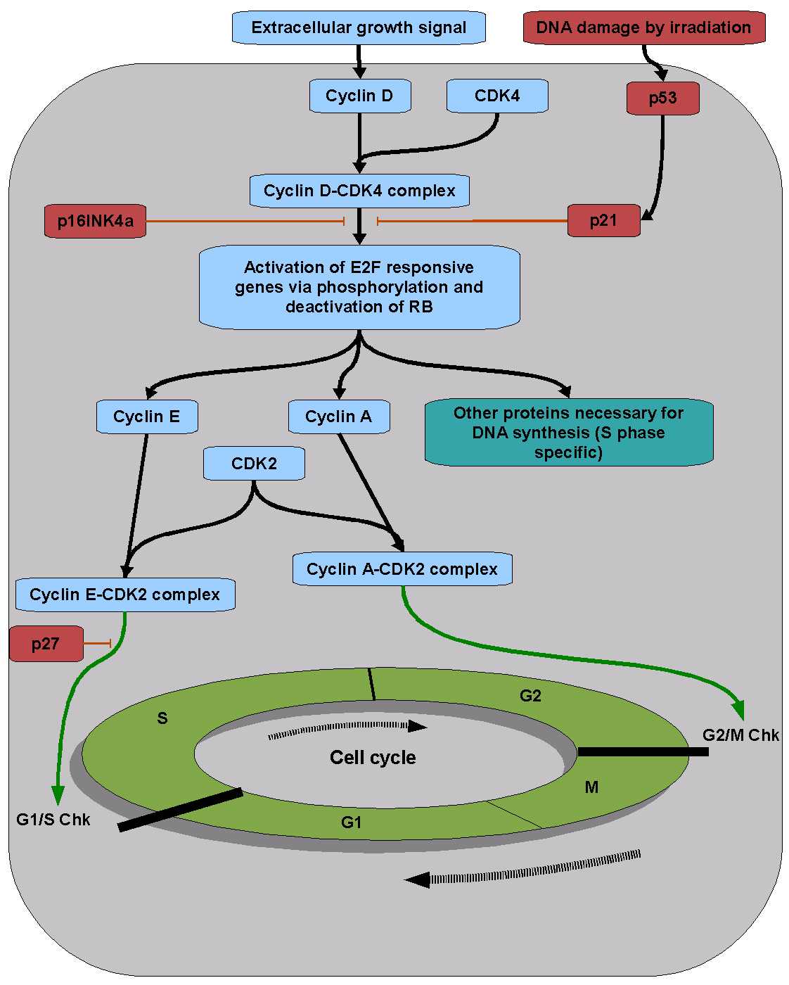 The cell cycle