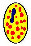 Eosinophil