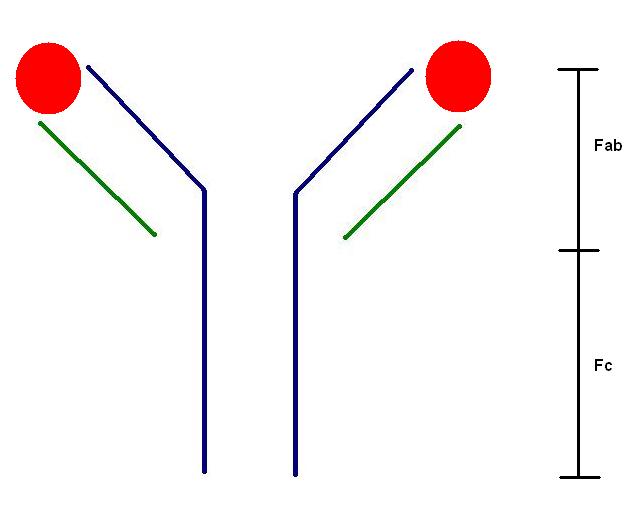 Immunoglobulin