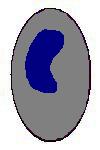Macrophage