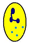 Neutrophil