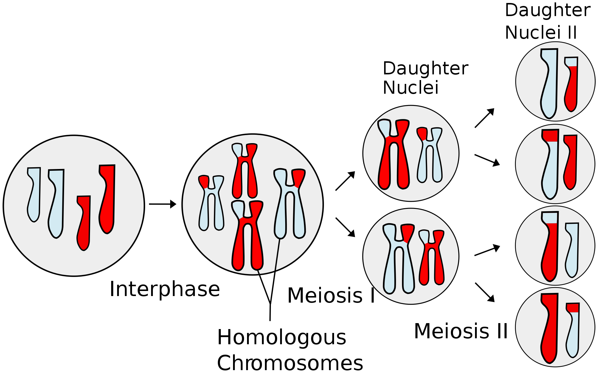 Meiosis