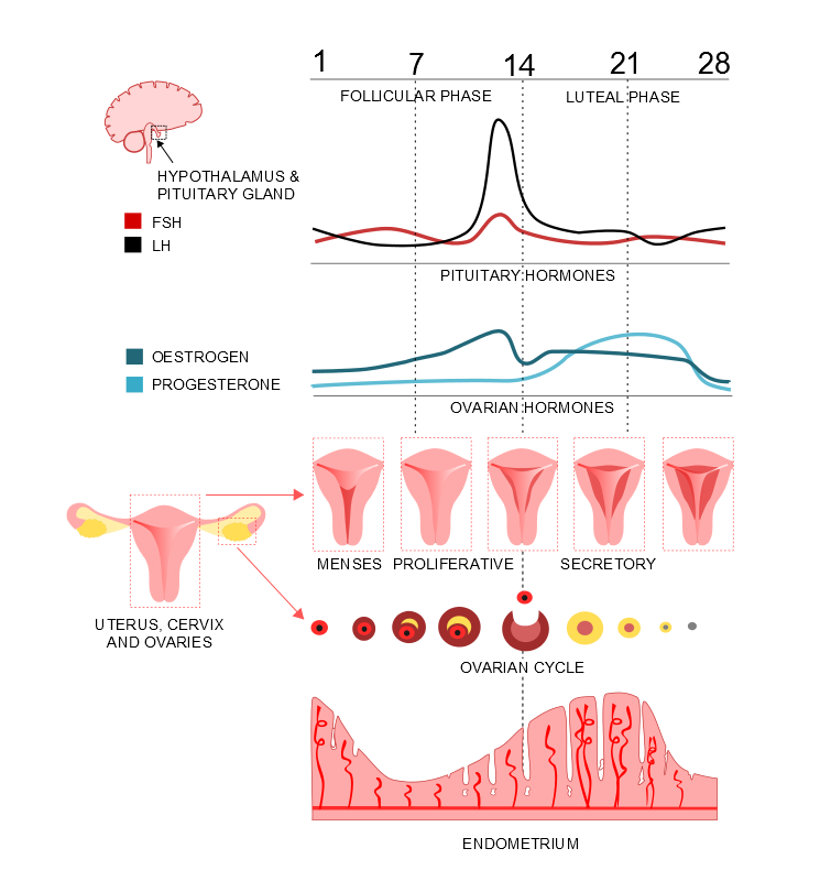 Menstrual cycle
