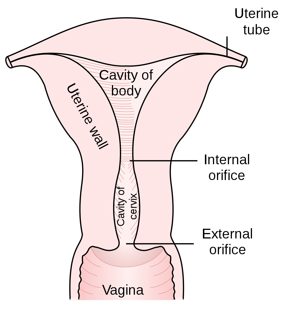 The uterus
