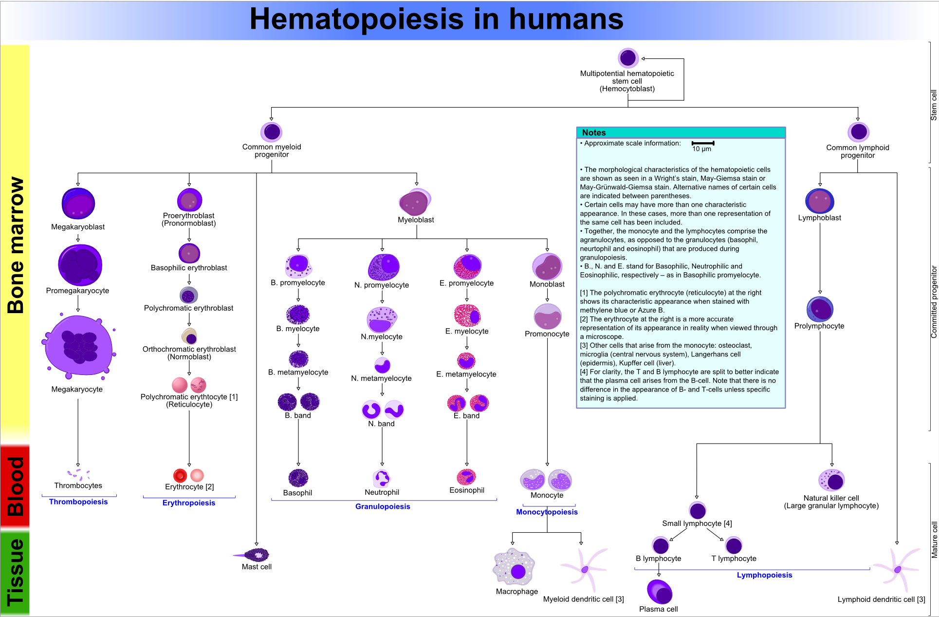 Haematopoiesis