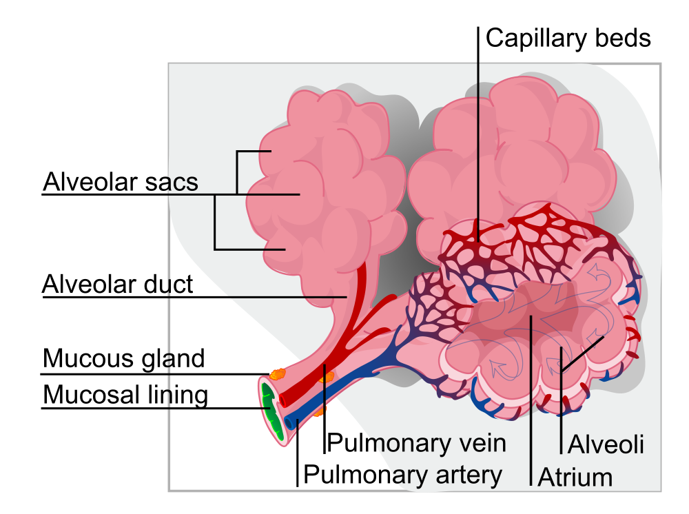 Alveoli