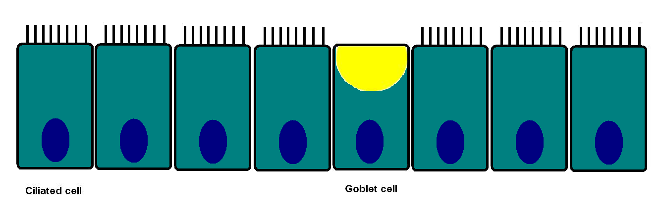 Mucociliary escalator