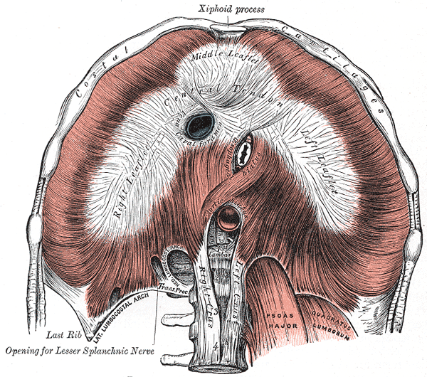 The diaphgram