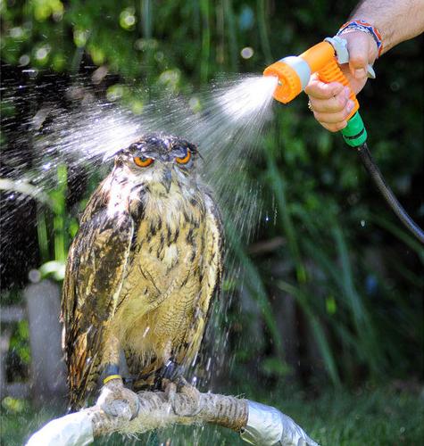 Owl