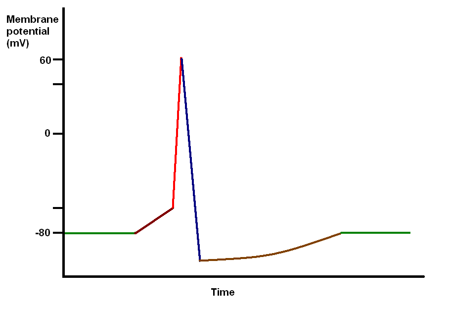 Action Potential