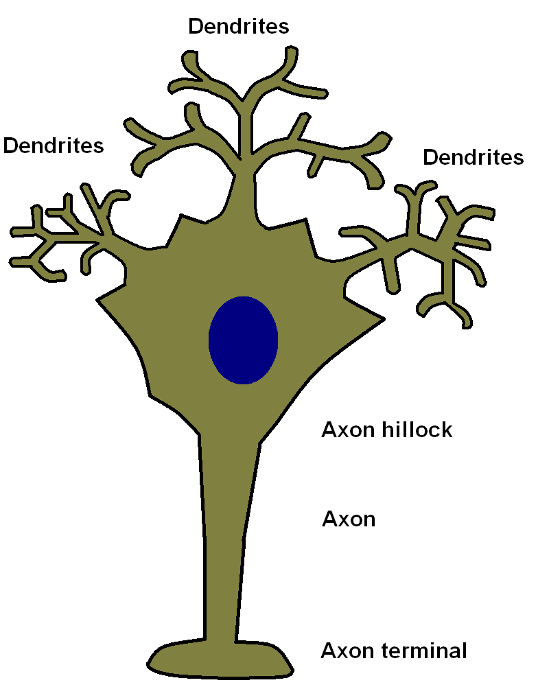 A neurone